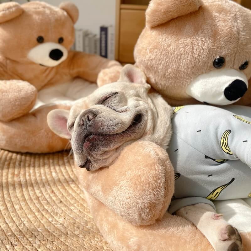 CuddleNest - Plysch Kattbädd i Björndesign för Komfort och Mysighet