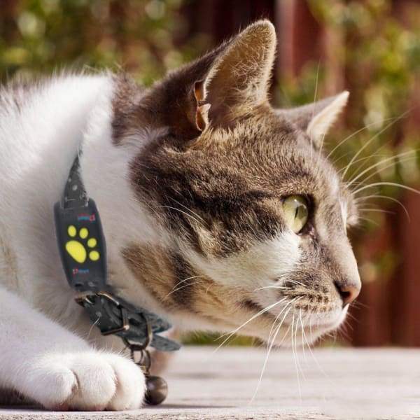 Trackcat | GPS Halsband för Katter – Realtids Spårning och Ultralätt Design 0
