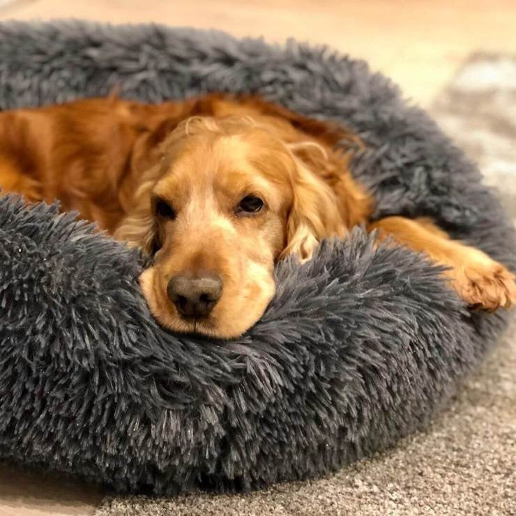 ComfyNest - Mjuk och Tvättbar Hundsäng med Ortopediskt Stöd för Avkoppling